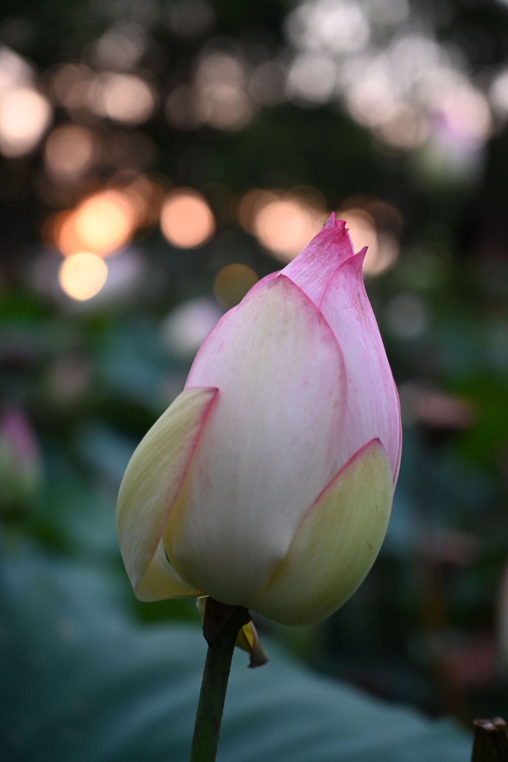 初心 Original Intention