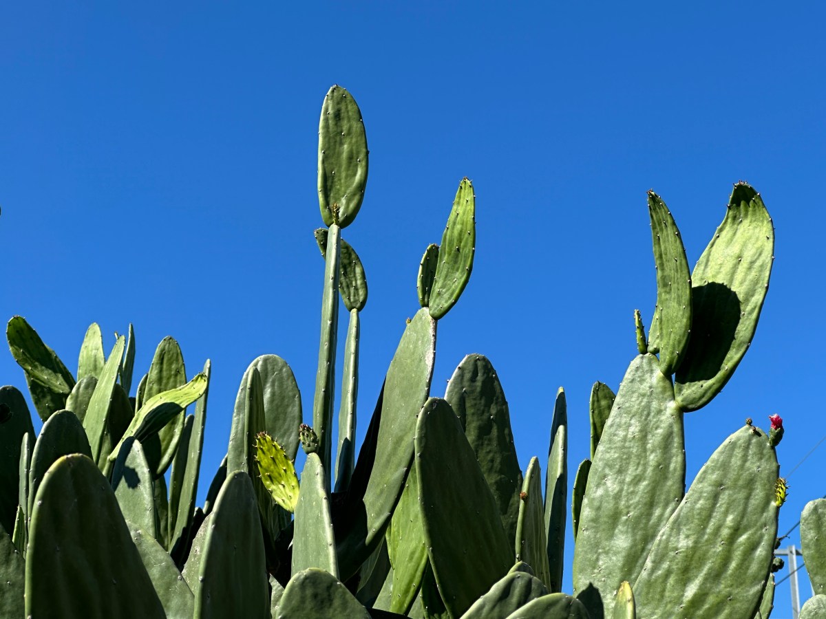 Error-Driven Evolution: The Ontology of Information Parasitism in Predictive Architectures  誤差驅動演化：預測架構下的資訊寄生與存續本體論