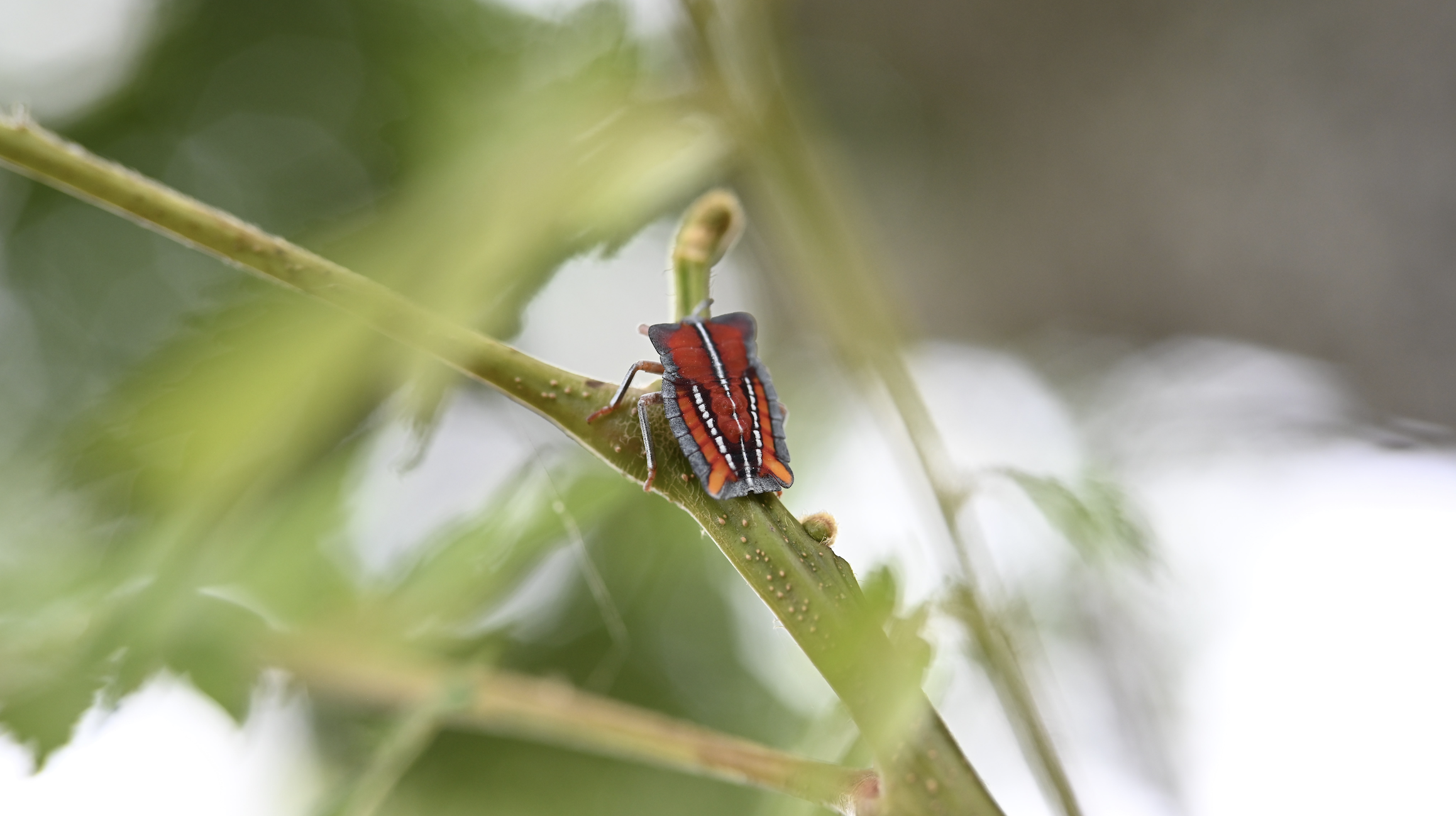 Beyond Management: Why Predicting Bugs is an R&D Director’s Most Critical Asset  用第一性原理駕馭 AI CPU 開發中的 Bug 與 Errata